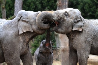 https://en.wikipedia.org/wiki/Elephant#Tusks